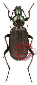 Chlaenius (Haplochlaenius) pantarensis Kirschenhofer, 2014 (A2)