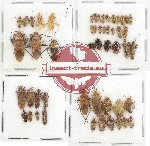 Scientific lot no. 467 Heteroptera (52 pcs)