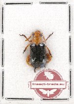 Chrysomelidae sp. 60A
