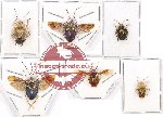 Scientific lot no. 450A Heteroptera (Pentatomidae) (6 pcs - 1 pc A2)