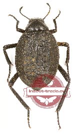 Tenebrionidae sp. 83A