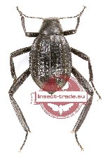 Tenebrionidae sp. 82A (A2)