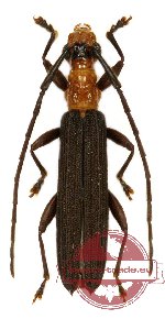 Cerambycidae sp. 48
