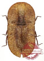 Tenebrionidae sp. 83