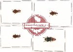 Scientific lot no. 297 Carabidae (4 pcs)