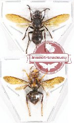 Scientific lot no. 222A Hymenoptera (Vespa spp.) (2 pcs - 1 pc A2)