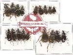 Scientific lot no. 296 Carabidae (18 pcs - 8 pcs A2)