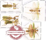 Scientific lot no. 5 Mantidae (5 pcs - 2 pcs A2)