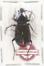 Carabidae sp. 45