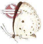 Plautella cossaea sonchus (A2)