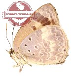 Arhopala eucolpis
