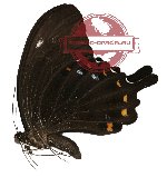 Papilio fuscus ssp. thomsoni (A2)
