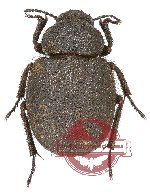 Tenebrionidae sp. 86A