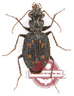 Pericalus sp. 4