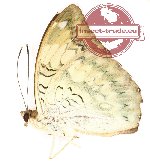 Euthalia sahadeva ssp. narayana Grose-Smith et Kirby, 1891 (A2B)