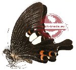 Papilio helenus ssp. enganius (A-)