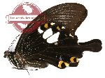 Papilio sataspes sataspes (g A2)