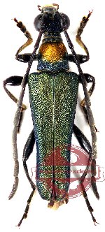 Robustanoplodera bicolorimembris