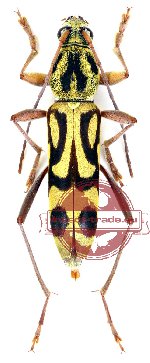 Chlorophorus annularis (2 pcs)