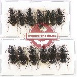 Scientific lot no. 302 Carabidae (13 pcs)