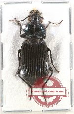 Scientific lot no. 321 Carabidae (Pterostichini sp.) (1 pc A-)
