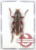 Cerambycidae sp. 10AB