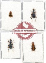 Scientific lot no. 309 Carabidae (4 pcs)