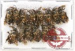 Scientific lot no. 247 Hymenoptera (14 pcs)