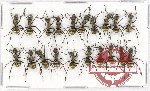 Scientific lot no. 14 Formicidae (20 pcs)