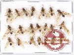 Scientific lot no. 16 Formicidae (21 pcs)