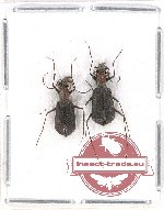 Scientific lot no. 43 Cicindelidae (2 pcs A2)