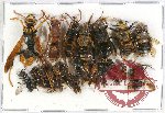 Scientific lot no. 250 Hymenoptera (23 pcs)