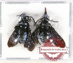 Scientific lot no. 246 Hymenoptera (2 pcs)