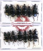 Scientific lot no. 304 Carabidae (13 pcs)