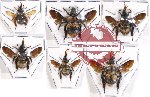 Scientific lot no. 238 Hymenoptera (Bombus spp.) (6 pcs)