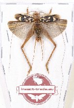 Scientific lot no. 31 Orthoptera (1 pc A2)