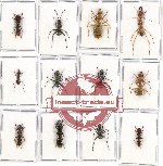 Scientific lot no. 11 Formicidae (12 pcs)