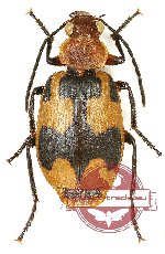 Lebiinae sp. 1A (A2)