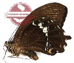 Papilio heringi (A-)