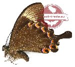 Papilio paris tenggarensis (A-)