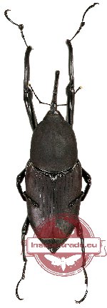 Curculionidae sp. 98