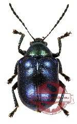 Chrysomelidae sp. 28 (3 pcs)