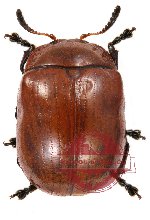 Chrysomelidae sp. 32