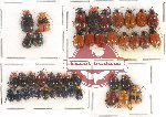Scientific lot no. 251 Chrysomelidae (44 pcs)