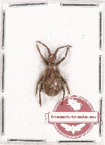 Heteroptera sp. 78