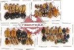 Scientific lot no. 267 Chrysomelidae (53 pcs)