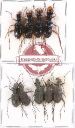 Scientific lot no. 45 Cicindelidae (9 pcs A-, A2)