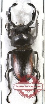 Rhaetulus speciosus ssp. bouileaui (A2 - antenna)
