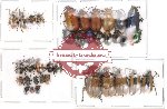 Scientific lot no. 13 Chrysomelidae (37 pcs)
