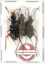Scientific lot no. 44 Cicindelidae (3 pcs A-, A2)